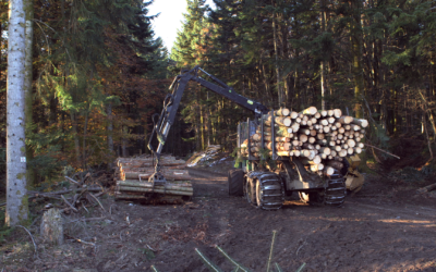 4 ressources pour des images de forêt et de bois