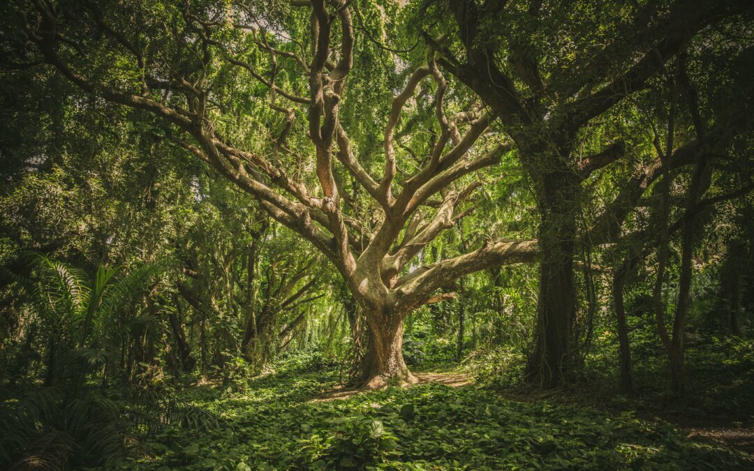 Les 5 sites pour tout savoir (ou presque) sur la forêt et le bois