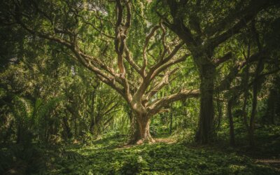Les 5 sites pour tout savoir (ou presque) sur la forêt et le bois